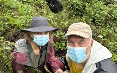 Gorillas! – May 29