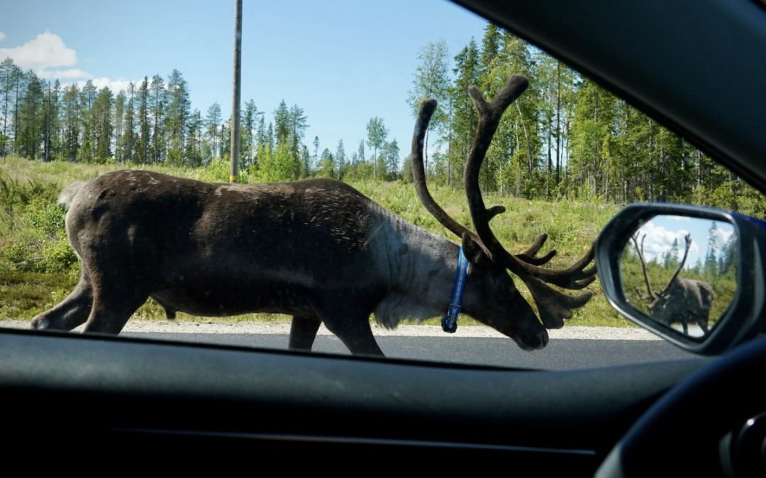 Reindeer on the road